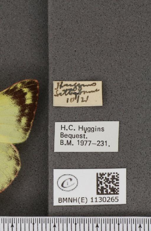 Colias hyale (Linnaeus, 1758) - BMNHE_1130265_label_87439