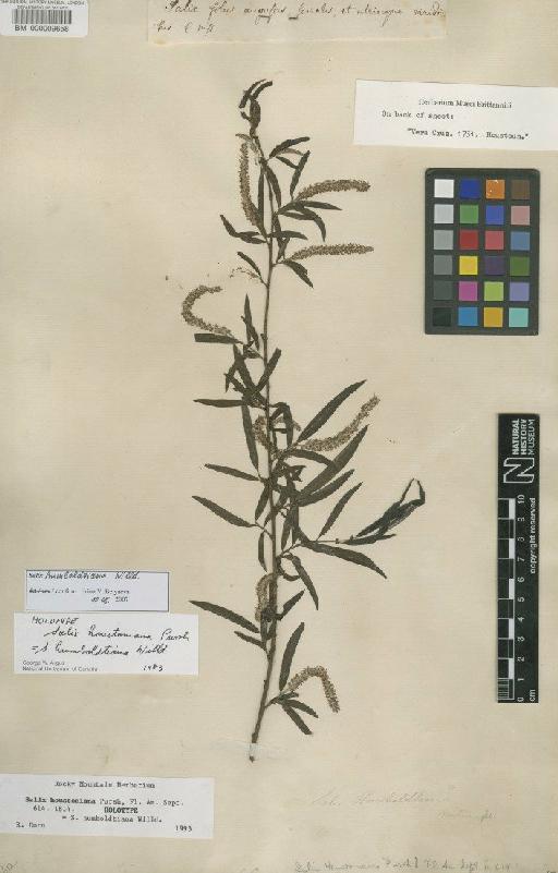 Salix humboldtiana Willd. - BM000009658