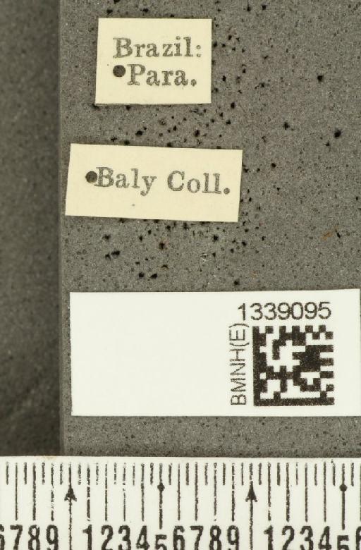 Acalymma bivittulum amazonum Bechyné, 1958 - BMNHE_1339095_label_20522