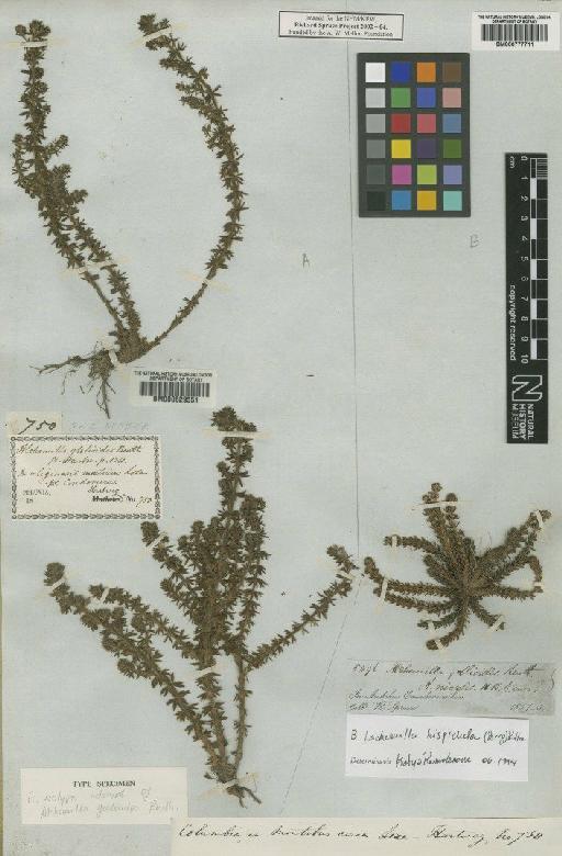 Alchemilla galioides Benth. - BM000777711