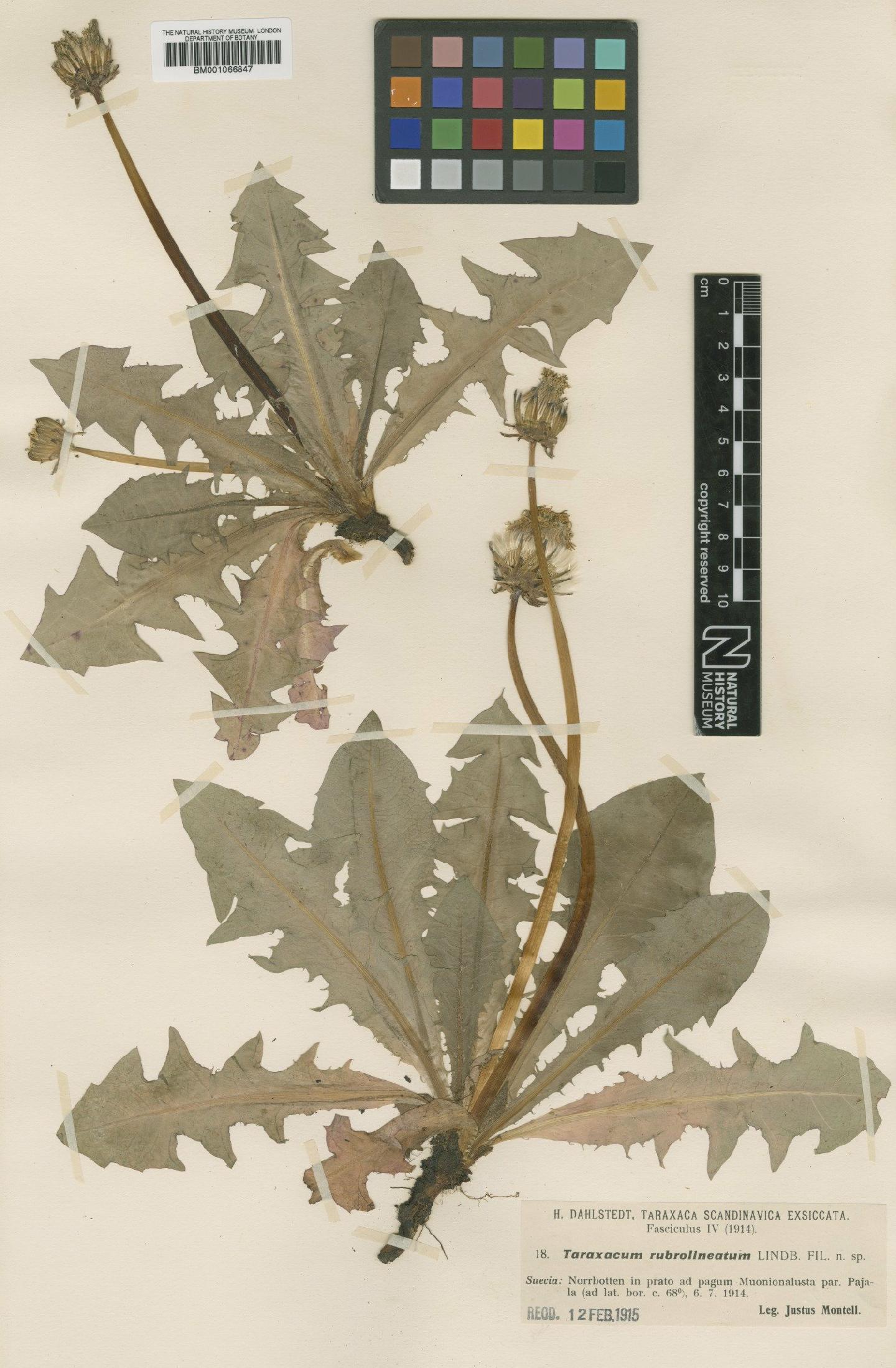 To NHMUK collection (Taraxacum rubrolineatum H.Lindb.; TYPE; NHMUK:ecatalogue:2236562)