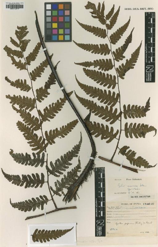 Cyathea papuana (Ridl.) Alderw. - BM001048077