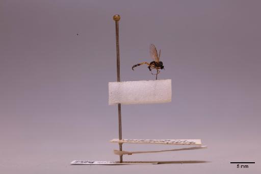 Empididae Latreille, 1804 - 013622825_lateral