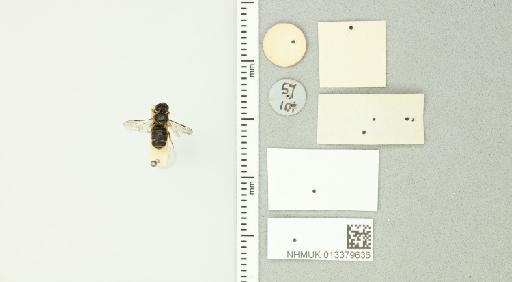 Ceratina rugifrons Smith, F., 1879 - 013379636_additional