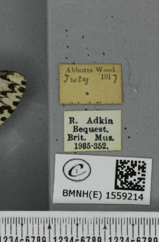 Lymantria monacha ab. mediofasciata Lempke, 1947 - BMNHE_1559214_label_251937