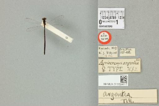 Agriocnemis argentea Tillyard, 1906 - 013324117_dorsal