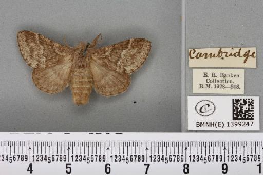 Trichiura crataegi (Linnaeus, 1758) - BMNHE_1399247_189627