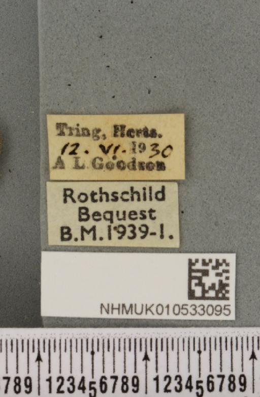 Charanyca trigrammica ab. evidens Thunberg, 1784 - NHMUK_010533095_label_587156