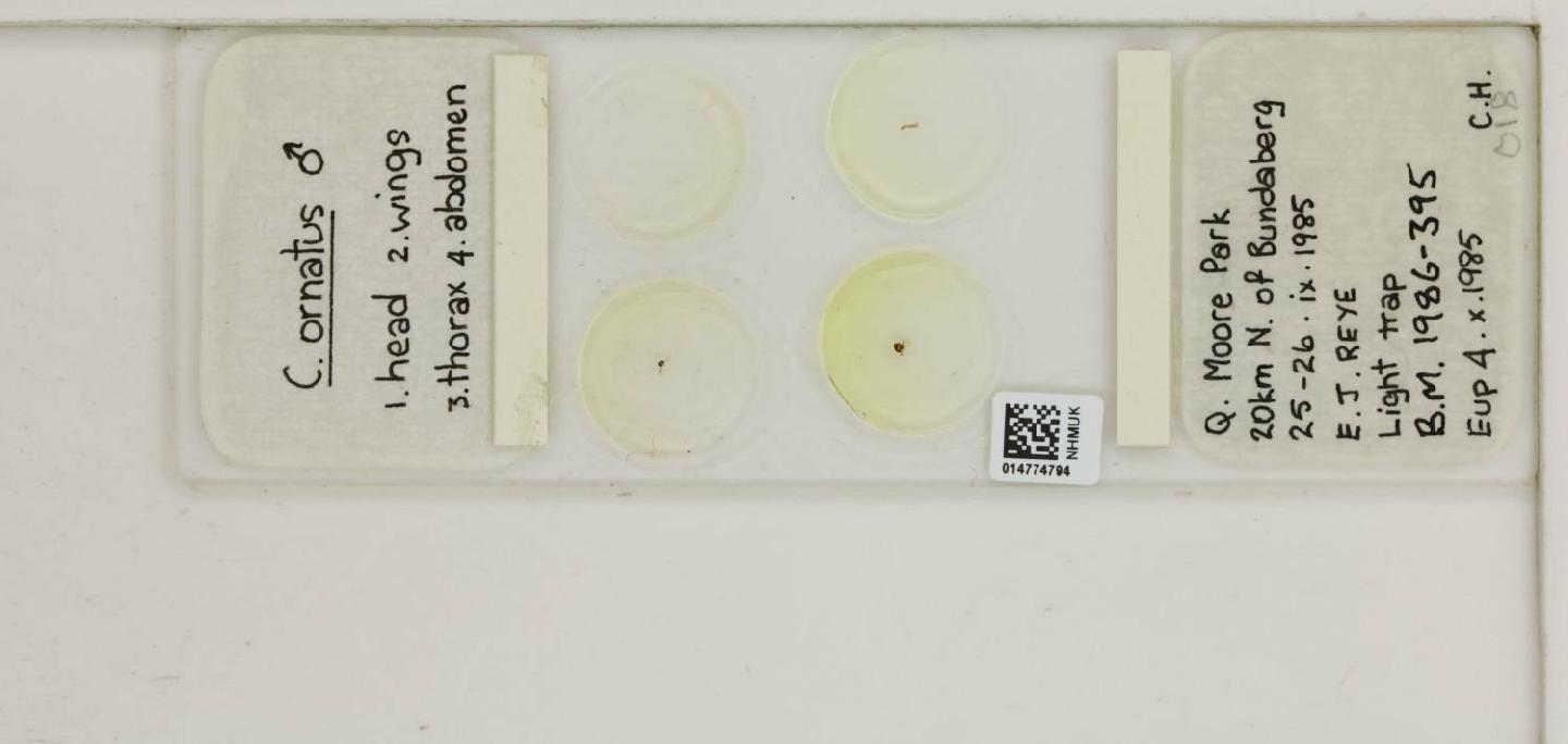 To NHMUK collection (Culicoides ornatus Taylor, 1913; NHMUK:ecatalogue:9844445)