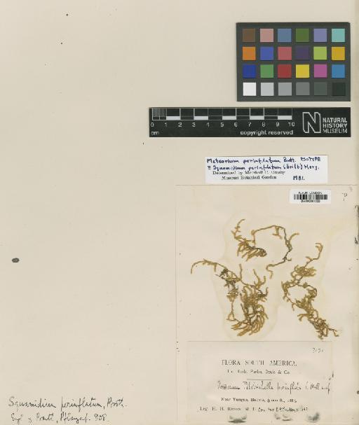 Squamidium nigricans (Hook.) Broth. - BM000961066_a