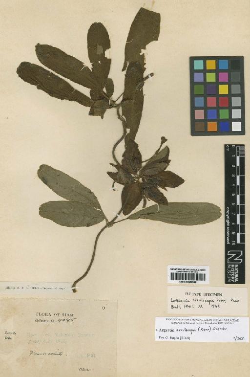 Ipomoea breviscapa Kerr - BM000885056