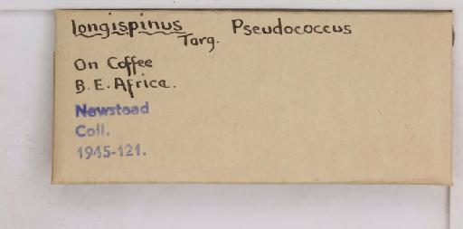 Pseudococcus longispinus Targioni-Tozzetti, 1867 - 010715237_additional