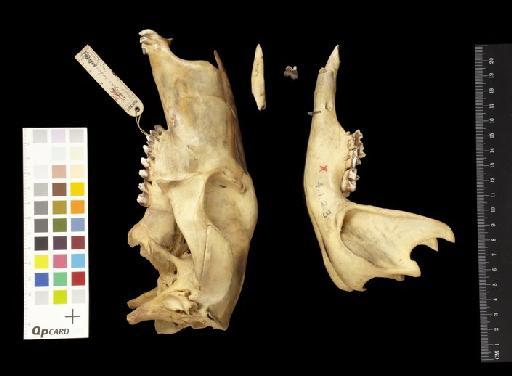 Macropus rufus pallidus Schwarz, 1910 - 1904.1.2.3_Skull_Lateral