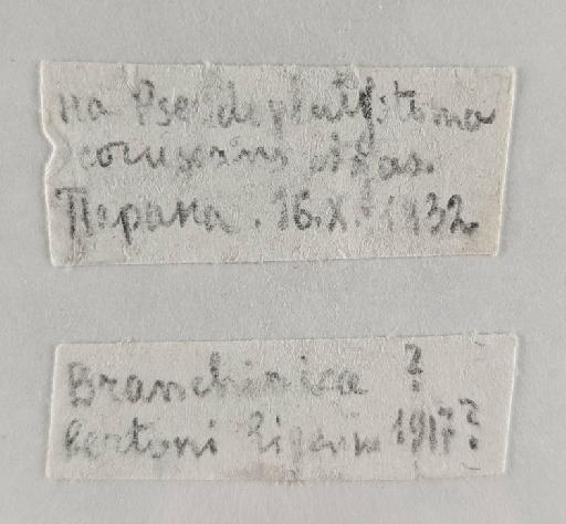 Branchioica bertoni Eigenmann, 1917 - 1956.11.14.1-20 label
