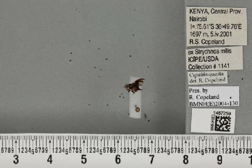 Trirhithrum queritum Munro, 1937 - BMNHE_1467259_43376
