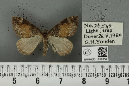 Dysstroma truncata truncata (Hufnagel, 1767) - BMNHE_1769957_350726