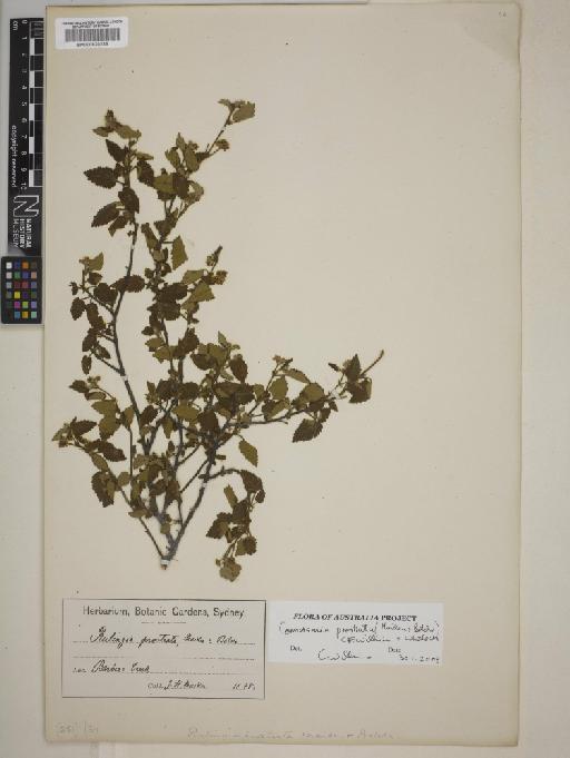 Commersonia prostrata (Maiden & Betche) C.F.Wilkins & Whitlock - BM000820236