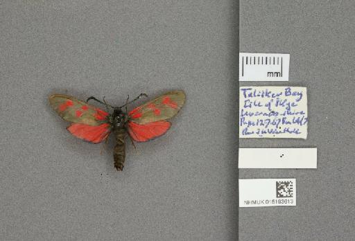 Zygaena (Zygaena) filipendulae stephensi Dupont, 1900 - 015193613_775459_1085133