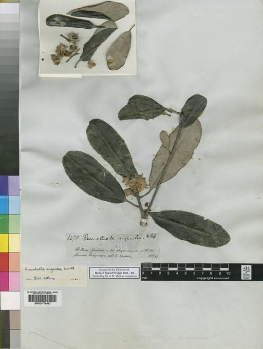 Ramatuela argentea Kunth - Spruce - BM000778467