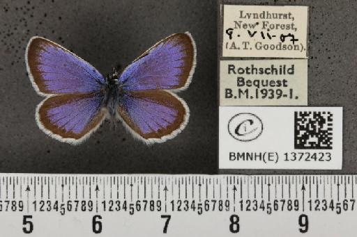 Plebejus argus argus - BMNHE_1372423_167183