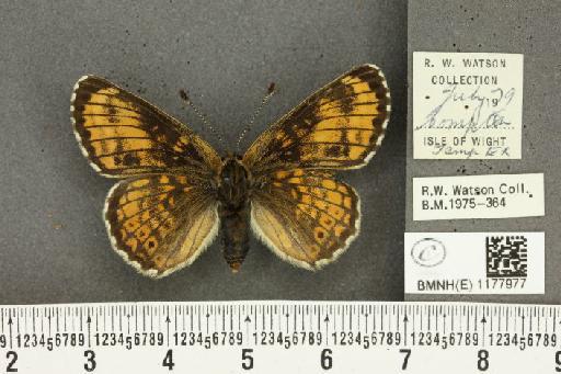 Melitaea cinxia (Linnaeus, 1758) - BMNHE_1177977_55623