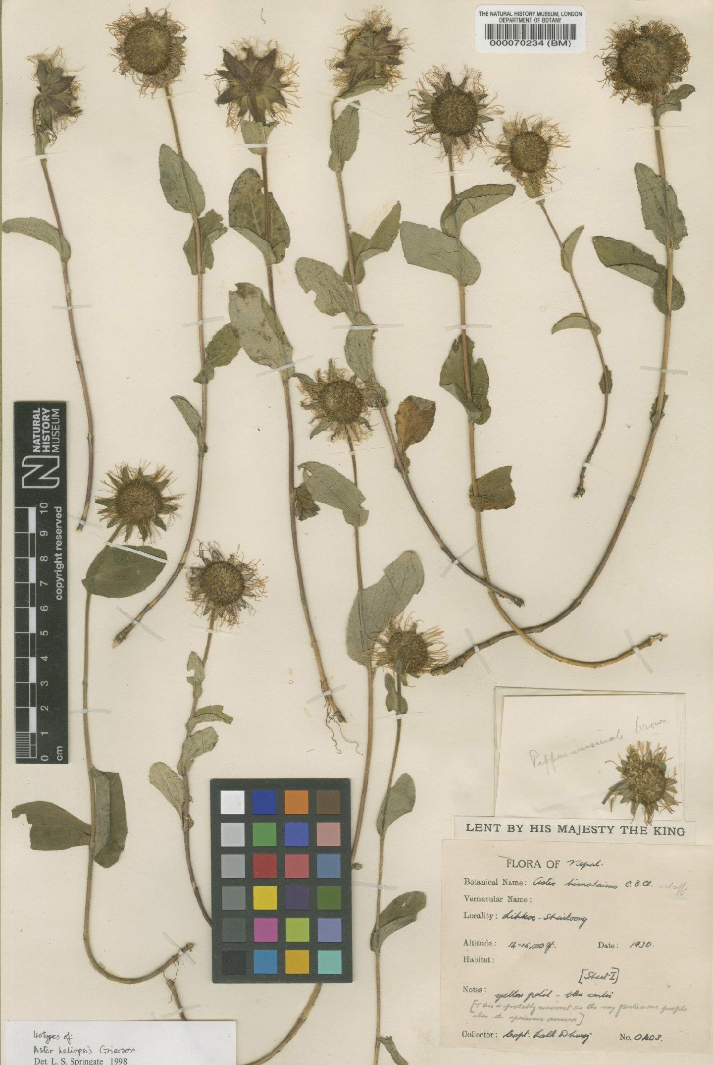 To NHMUK collection (Aster heliopsis Grierson; Isotype; NHMUK:ecatalogue:471757)