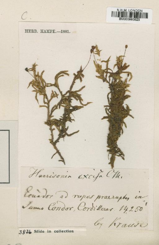 Rhacocarpus excisus (Müll.Hal.) Paris - BM000960823