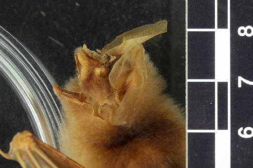 Hipposideros nequam - 1885_8_1_369-Phyllorhina_nequam-Type-Noseleaf-lateral