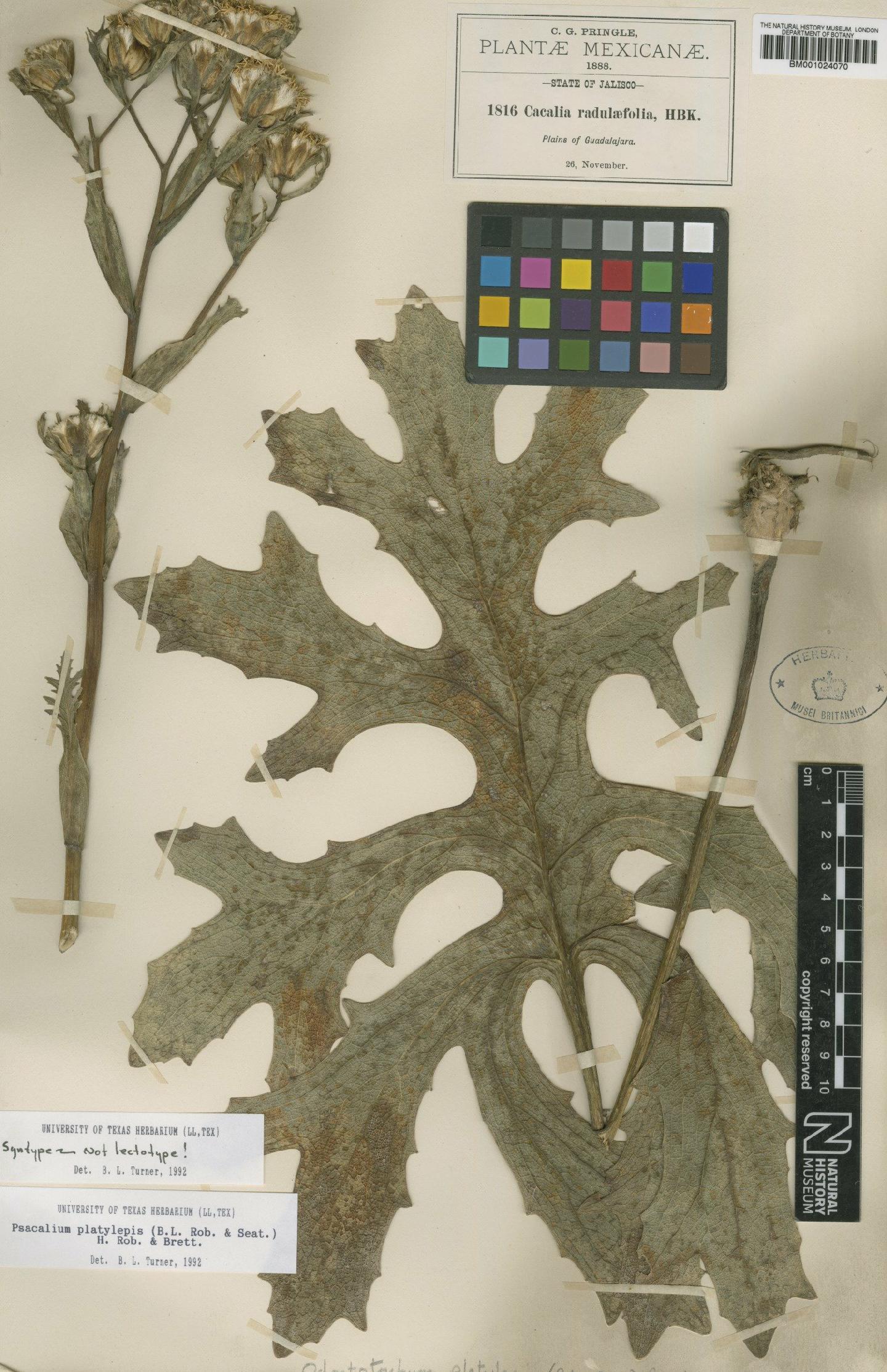 To NHMUK collection (Psacalium platylepis (B.L.Rob. & Seaton) H.Rob. & Brettell; Syntype; NHMUK:ecatalogue:622503)