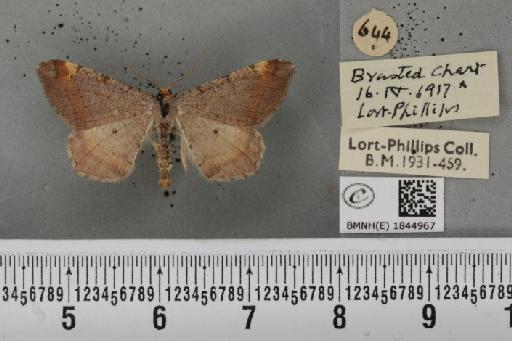 Macaria liturata ab. trexleri Schawerda, 1913 - BMNHE_1844967_421301