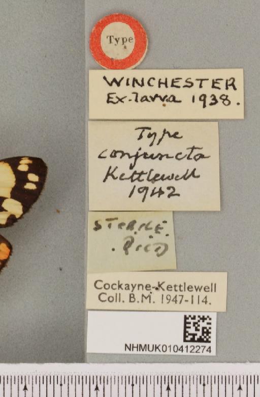 Callimorpha dominula Kettlewell, 1942 - NHMUK_010412274_label_522181