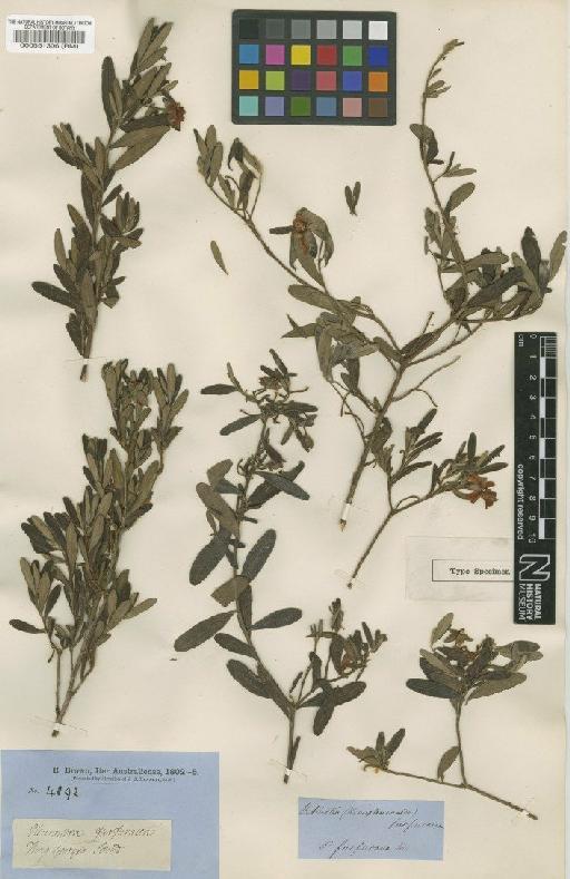 Hibbertia furfuracea R.Br. - BM000551306