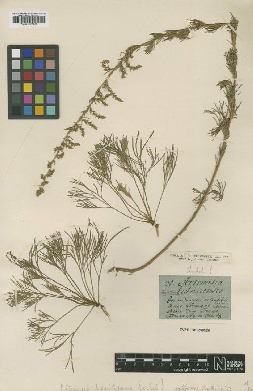 Artemisia campestris subsp. campestris L. - BM001025930