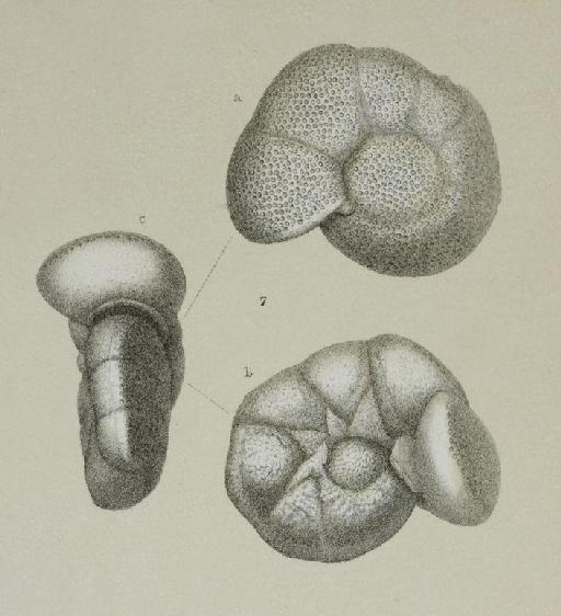 Anomalina polymorpha Costa, 1856 - ZF1088_97_7_Discoanomalina_vermiculata.jpg