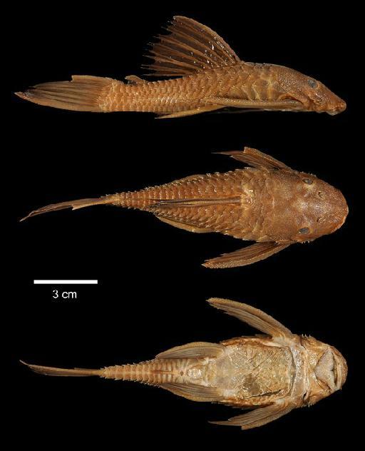 Xenocara centrolepis (Regan, 1913) - 1913.10.1.58; Ancistrus centrolepis; type; ACSI Project image