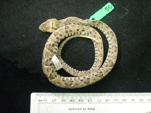 Bothrops asper Garman, 1883 - Bothrops asper 1986.50.JPG