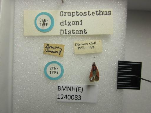 Aspilocoryphus dixoni (Distant, 1903) - Graptostethus dixoni-BMNH(E)1240083-Syntype  dorsal & labels
