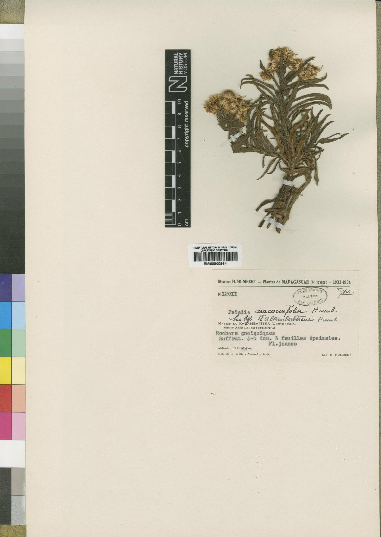 To NHMUK collection (Psiadia dracaenifolia Humbert; Type; NHMUK:ecatalogue:4529013)