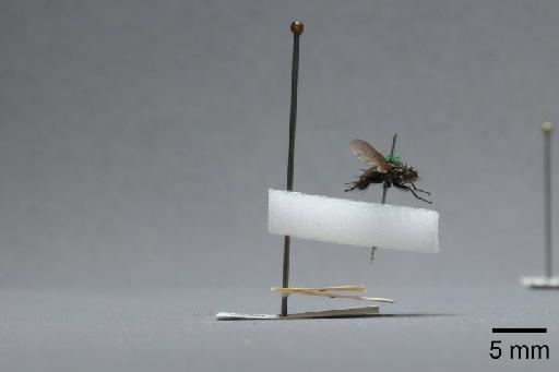 Sarcophaga (Myorhina) nigriventris Meigen, 1826 - 015091921_lateral