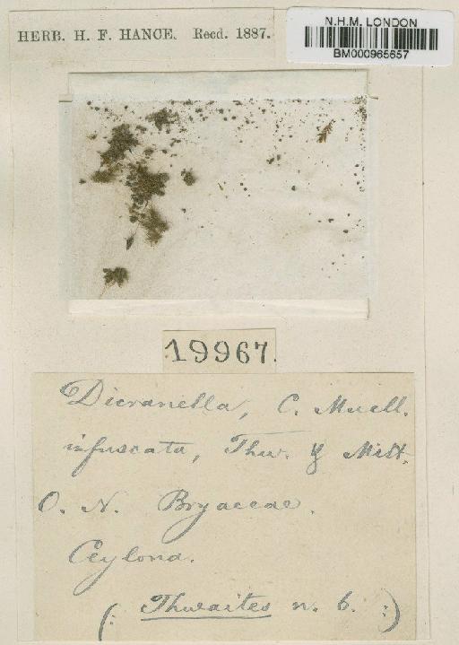 Microdus infuscatus (Thwaites & Mitt.) Paris - BM000965657