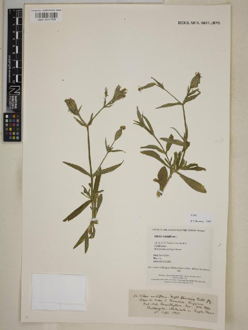 Silene noctiflora L. - BM013414703