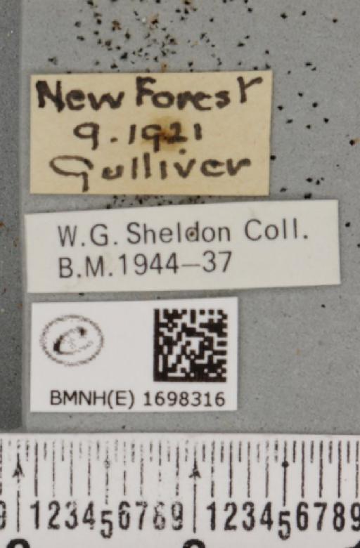 Nycteola revayana ab. melanosticta Sheldon, 1919 - BMNHE_1698316_label_295216