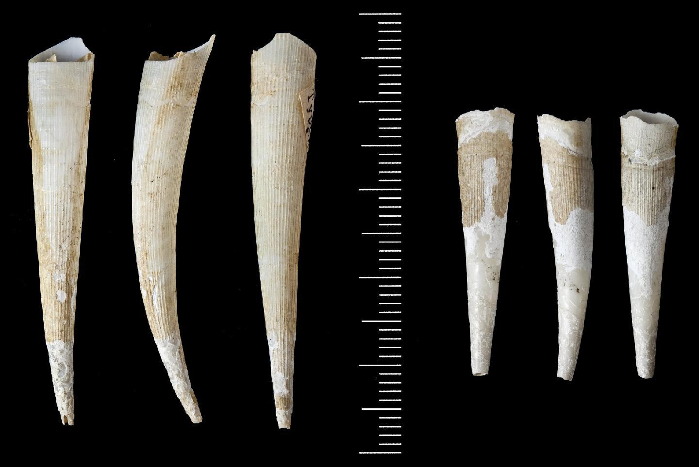 To NHMUK collection (Dentalium ceras R. B. Watson, 1879; SYNTYPE(S); NHMUK:ecatalogue:3499264)