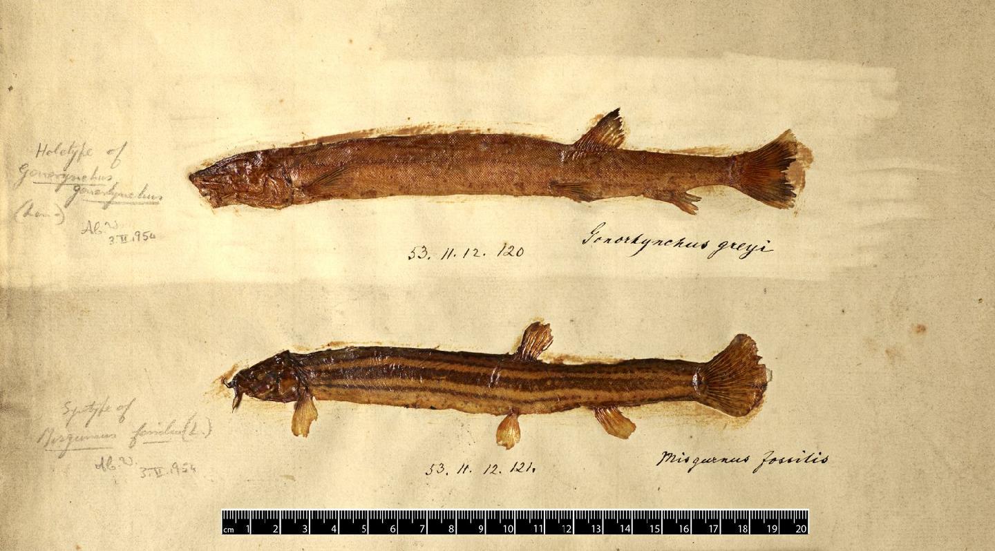 To NHMUK collection (Cobitis fossilis Linnaeus, 1758; SYNTYPE; NHMUK:ecatalogue:2584681)