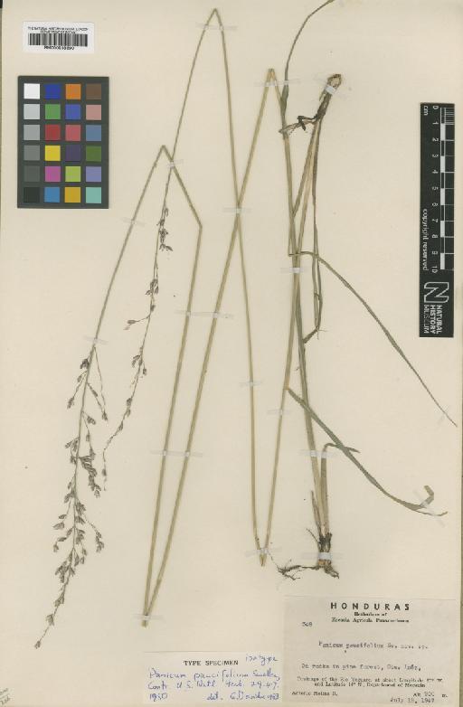 Panicum paucifolium Swallen - BM000938690