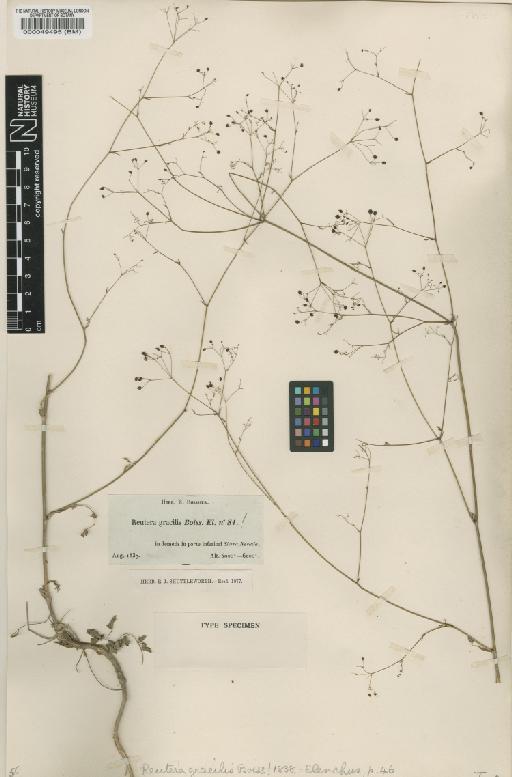 Pimpinella gracilis H.Wolff - BM000049495