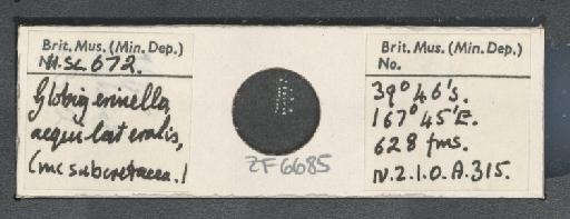 Globigerinella siphonifera (d'Orbigny, 1839) - ZF6685.jpg