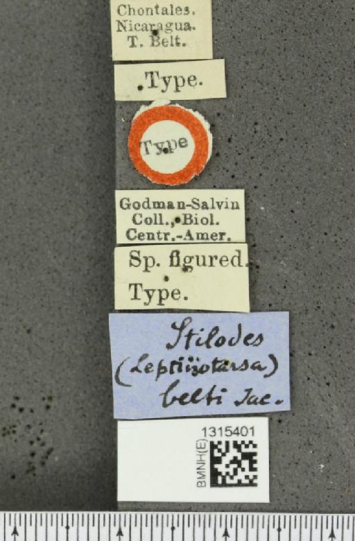 Leptinotarsa belti (Jacoby, 1879) - BMNHE_1315401_label_14869