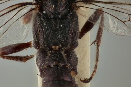 Siphimedia iridicolor Cameron, P., 1905 - Siphimedia_iridicolor_holotype_010574736_propodeum