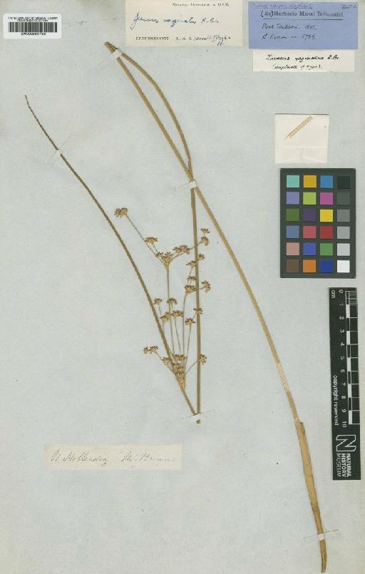 Juncus vaginatus R.Br. - BM000990786